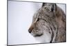 European Lynx (Lynx Lynx), Polar Park, Troms, Norway, Scandinavia-Sergio Pitamitz-Mounted Photographic Print