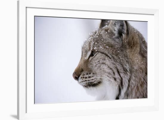 European Lynx (Lynx Lynx), Polar Park, Troms, Norway, Scandinavia-Sergio Pitamitz-Framed Photographic Print