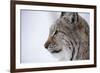 European Lynx (Lynx Lynx), Polar Park, Troms, Norway, Scandinavia-Sergio Pitamitz-Framed Photographic Print