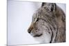 European Lynx (Lynx Lynx), Polar Park, Troms, Norway, Scandinavia-Sergio Pitamitz-Mounted Photographic Print