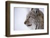 European Lynx (Lynx Lynx), Polar Park, Troms, Norway, Scandinavia-Sergio Pitamitz-Framed Photographic Print