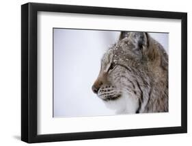 European Lynx (Lynx Lynx), Polar Park, Troms, Norway, Scandinavia-Sergio Pitamitz-Framed Photographic Print