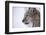 European Lynx (Lynx Lynx), Polar Park, Troms, Norway, Scandinavia-Sergio Pitamitz-Framed Photographic Print