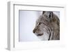 European Lynx (Lynx Lynx), Polar Park, Troms, Norway, Scandinavia-Sergio Pitamitz-Framed Photographic Print