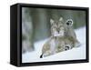 European Lynx Male Grooming in Snow, Norway-Pete Cairns-Framed Stretched Canvas