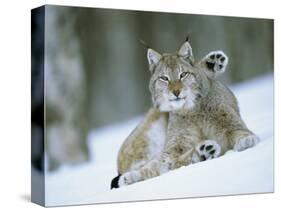 European Lynx Male Grooming in Snow, Norway-Pete Cairns-Stretched Canvas