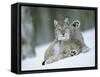 European Lynx Male Grooming in Snow, Norway-Pete Cairns-Framed Stretched Canvas