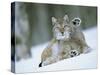 European Lynx Male Grooming in Snow, Norway-Pete Cairns-Stretched Canvas