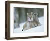 European Lynx Male Grooming in Snow, Norway-Pete Cairns-Framed Premium Photographic Print