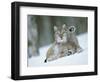 European Lynx Male Grooming in Snow, Norway-Pete Cairns-Framed Premium Photographic Print