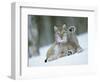 European Lynx Male Grooming in Snow, Norway-Pete Cairns-Framed Premium Photographic Print