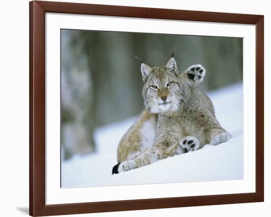 European Lynx Male Grooming in Snow, Norway-Pete Cairns-Framed Photographic Print