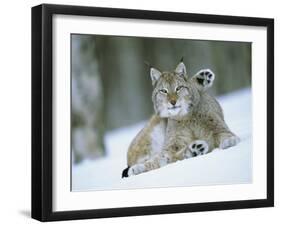 European Lynx Male Grooming in Snow, Norway-Pete Cairns-Framed Photographic Print