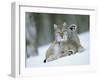 European Lynx Male Grooming in Snow, Norway-Pete Cairns-Framed Photographic Print