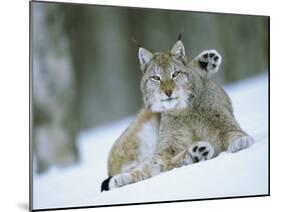 European Lynx Male Grooming in Snow, Norway-Pete Cairns-Mounted Photographic Print