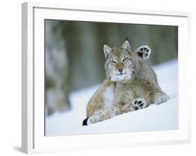 European Lynx Male Grooming in Snow, Norway-Pete Cairns-Framed Photographic Print