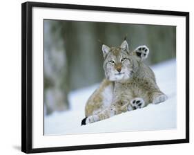 European Lynx Male Grooming in Snow, Norway-Pete Cairns-Framed Photographic Print