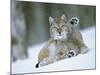 European Lynx Male Grooming in Snow, Norway-Pete Cairns-Mounted Photographic Print