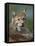 European Lynx, Ranua Wildlife Park, Finland, Scandinavia, Europe-Murray Louise-Framed Stretched Canvas