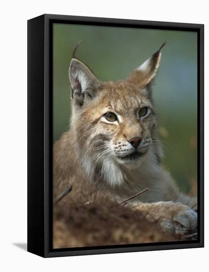 European Lynx, Ranua Wildlife Park, Finland, Scandinavia, Europe-Murray Louise-Framed Stretched Canvas