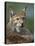 European Lynx, Ranua Wildlife Park, Finland, Scandinavia, Europe-Murray Louise-Stretched Canvas