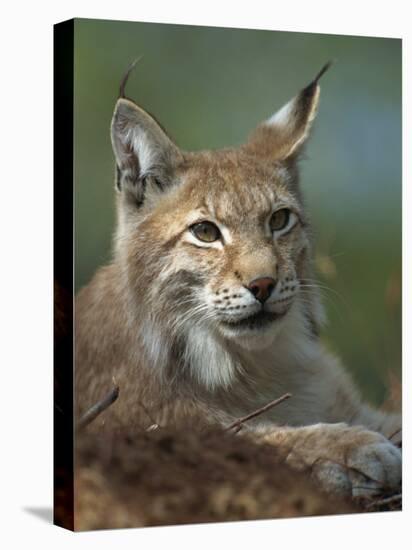 European Lynx, Ranua Wildlife Park, Finland, Scandinavia, Europe-Murray Louise-Stretched Canvas