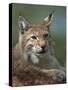 European Lynx, Ranua Wildlife Park, Finland, Scandinavia, Europe-Murray Louise-Stretched Canvas