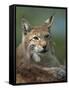 European Lynx, Ranua Wildlife Park, Finland, Scandinavia, Europe-Murray Louise-Framed Stretched Canvas