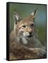 European Lynx, Ranua Wildlife Park, Finland, Scandinavia, Europe-Murray Louise-Framed Stretched Canvas