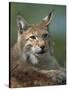 European Lynx, Ranua Wildlife Park, Finland, Scandinavia, Europe-Murray Louise-Stretched Canvas