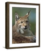 European Lynx, Ranua Wildlife Park, Finland, Scandinavia, Europe-Murray Louise-Framed Photographic Print