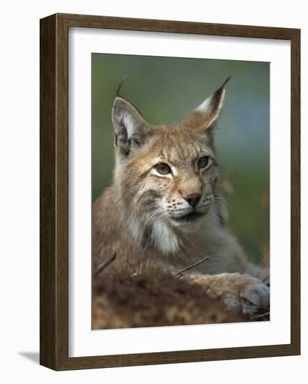 European Lynx, Ranua Wildlife Park, Finland, Scandinavia, Europe-Murray Louise-Framed Photographic Print