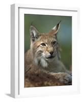 European Lynx, Ranua Wildlife Park, Finland, Scandinavia, Europe-Murray Louise-Framed Photographic Print