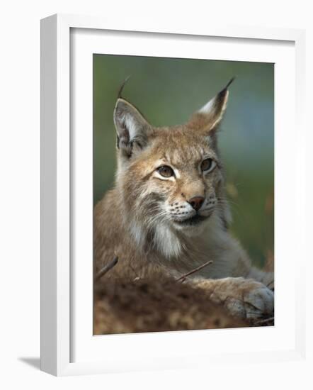 European Lynx, Ranua Wildlife Park, Finland, Scandinavia, Europe-Murray Louise-Framed Photographic Print