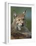 European Lynx, Ranua Wildlife Park, Finland, Scandinavia, Europe-Murray Louise-Framed Photographic Print