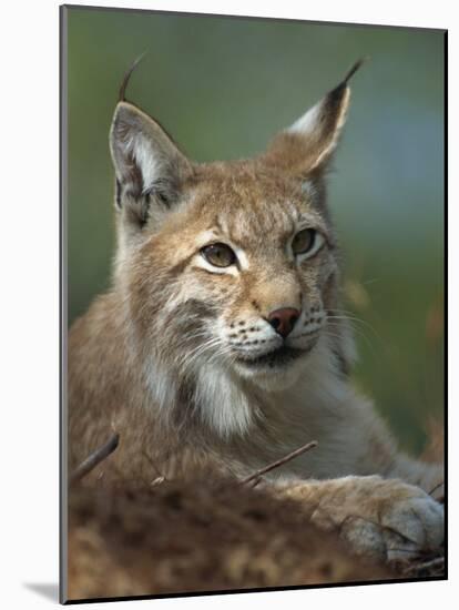 European Lynx, Ranua Wildlife Park, Finland, Scandinavia, Europe-Murray Louise-Mounted Photographic Print