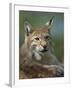 European Lynx, Ranua Wildlife Park, Finland, Scandinavia, Europe-Murray Louise-Framed Photographic Print