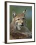 European Lynx, Ranua Wildlife Park, Finland, Scandinavia, Europe-Murray Louise-Framed Photographic Print