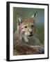 European Lynx, Ranua Wildlife Park, Finland, Scandinavia, Europe-Murray Louise-Framed Photographic Print