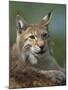 European Lynx, Ranua Wildlife Park, Finland, Scandinavia, Europe-Murray Louise-Mounted Photographic Print