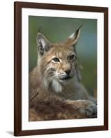 European Lynx, Ranua Wildlife Park, Finland, Scandinavia, Europe-Murray Louise-Framed Photographic Print