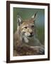 European Lynx, Ranua Wildlife Park, Finland, Scandinavia, Europe-Murray Louise-Framed Photographic Print