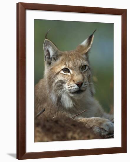 European Lynx, Ranua Wildlife Park, Finland, Scandinavia, Europe-Murray Louise-Framed Photographic Print