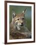 European Lynx, Ranua Wildlife Park, Finland, Scandinavia, Europe-Murray Louise-Framed Photographic Print