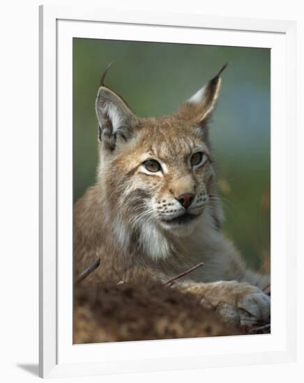 European Lynx, Ranua Wildlife Park, Finland, Scandinavia, Europe-Murray Louise-Framed Photographic Print