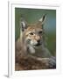 European Lynx, Ranua Wildlife Park, Finland, Scandinavia, Europe-Murray Louise-Framed Photographic Print