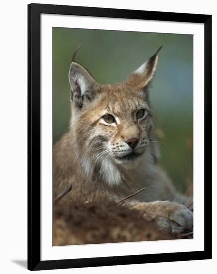 European Lynx, Ranua Wildlife Park, Finland, Scandinavia, Europe-Murray Louise-Framed Photographic Print