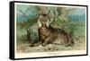 European Lynx-null-Framed Stretched Canvas