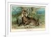 European Lynx-null-Framed Art Print