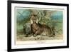 European Lynx-null-Framed Art Print